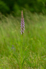 Gymnadenia conopsea, commonly known as the fragrant orchid or chalk fragrant orchid, is a herbaceous plant of the family Orchidaceae. Gymnadenia conopsea, Fragrant Orchid. Wild plant shot in summer.