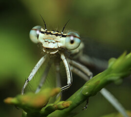 dragonfly on a green leaf