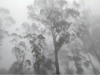 tree in fog