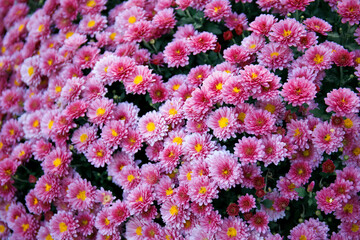 Chrysanthemum flowers in the garden