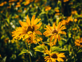 black-eyed Susan flower in summer garden