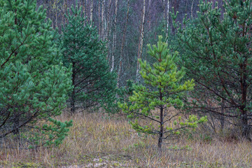 pine forest with white and green moss