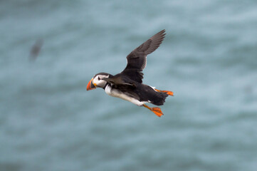 A puffin midflight over Bempton Cliffs, Bridlington, East Yorkshire.