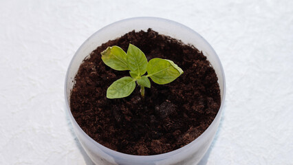 Decorative sunflower seedling. Young plant in a pot.