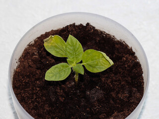 Decorative sunflower seedling. Young plant in a pot.