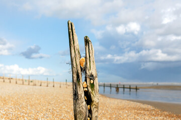 Groynes on Winchelsea Beach to stop the continual erosion caused by the tides and weather.