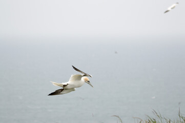 A Gannet flying over Bempton Cliffs, Bridlington, East Yorkshire