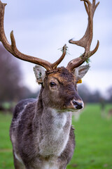 Beautiful Fallow deer’s in Phoenix Park, Dublin, Ireland.