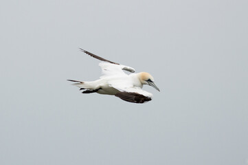 A Gannet flying over Bempton Cliffs, Bridlington, East Yorkshire