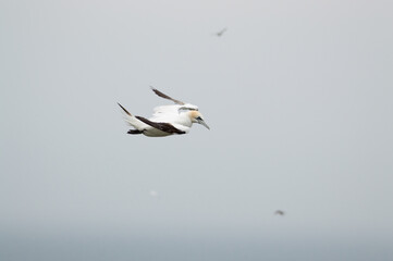 A Gannet flying over Bempton Cliffs, Bridlington, East Yorkshire