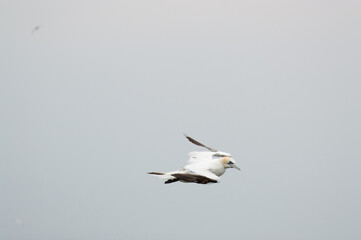 A Gannet flying over Bempton Cliffs, Bridlington, East Yorkshire