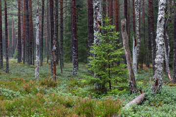 pine forest with white and green moss
