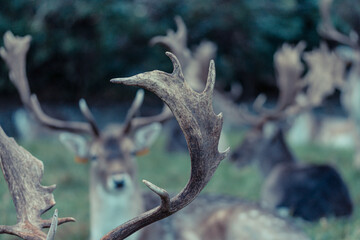 Beautiful Fallow deer’s in Phoenix Park, Dublin, Ireland.