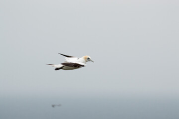 A Gannet flying over Bempton Cliffs, Bridlington, East Yorkshire