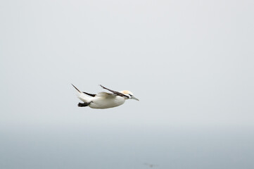A Gannet flying over Bempton Cliffs, Bridlington, East Yorkshire
