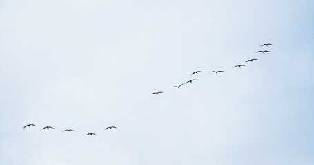 Group of common cranes, grus grus during migration in Norway. Photographed in flight against the sky. Bird and wildlife concept.