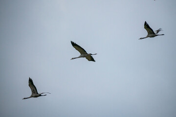 Group of common cranes, grus grus during migration in Norway. Photographed in flight against the sky. Bird and wildlife concept.