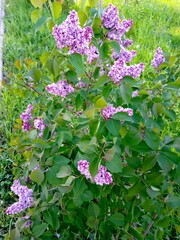 сирень,парк.растения