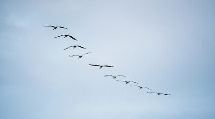 Group of common cranes, grus grus during migration in Norway. Photographed in flight against the sky. Bird and wildlife concept.