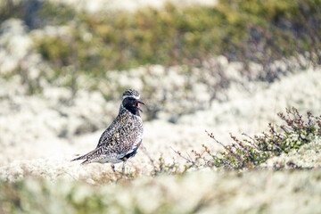 Plover, Pluvialis apricaria bird portrait outdoors in nature.