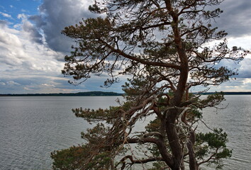 Baum an der Südspitze der Halbinsel Gnitz auf Usedom
