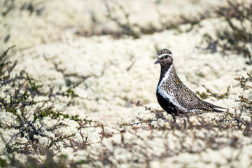 Plover, Pluvialis apricaria bird portrait outdoors in nature.