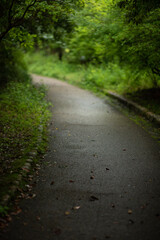 road in the forest