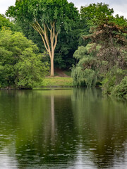 Fototapeta premium Tree reflection in the lake