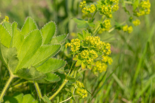 Blooming plant lady's-mantle(Alchemilla vulgaris). Alchemilla vulgaris, lady's mantle, herbaceous perennial plant. Small yellow-green flowers.