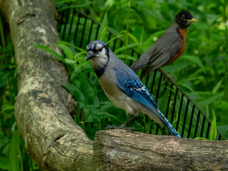 Bluejay and Robin
