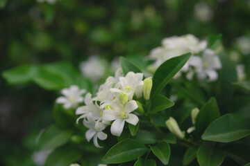  White flower in the natural background beautiful.Orange jasmine