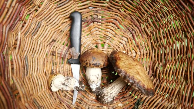 Walking with three mushrooms and a knife in a basket