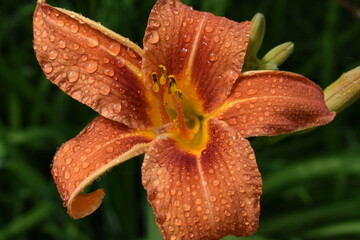 A daylily flower after the rain