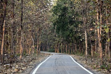Beautiful picture of jungle road in uttarakhand