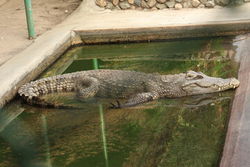 The Crocodile Farm in Samut Prakan Province of Thailand.	