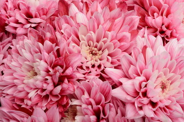 Pink flower for floral background or texture - 368469677
