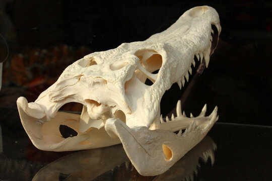 Crocodile skull, bone of animal.