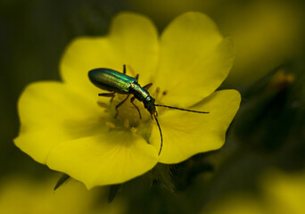 Shiny green beetle. Beetle sits on a yellow flower. Dark green background. The main focus on the bug.