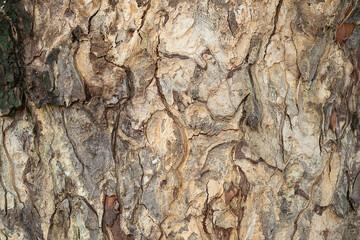 The background image of the bark, tree trunk has strange patterns.