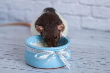 A black and white rat eats sour cream from a blue clay pot. A silver bow is tied in the pot....