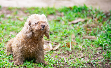 A small and cute dog with long, fluffy fur