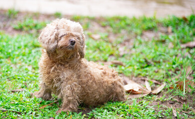 A small and cute dog with long, fluffy fur