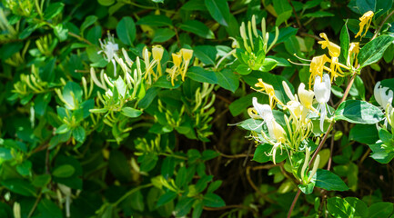 Obraz premium Close-up of white and yellow flower of Lonicera japonica, known as Japanese honeysuckle and golden-and-silver honeysuckle. Evergreen flowering fragrant liana possibly Lonicera giraldii.