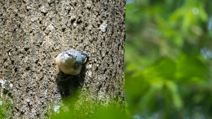 Kleiber, bird, natur, wild lebende tiere, tier, green, gelb, ast, wild, schnabel, baum