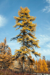 Siberian larch with orange needles in autumn against a blue sky.