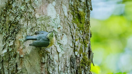 Kleiber, 
baum, natur, bark, green, bird, wald, holz,