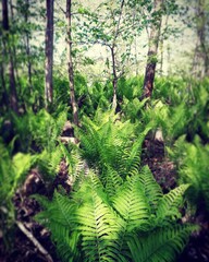 Obraz premium fern in the forest