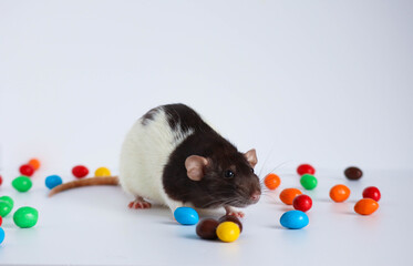 Black and white rat sits in a bowl with colorful candies