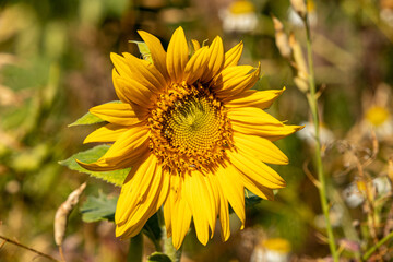 Sonnenblume