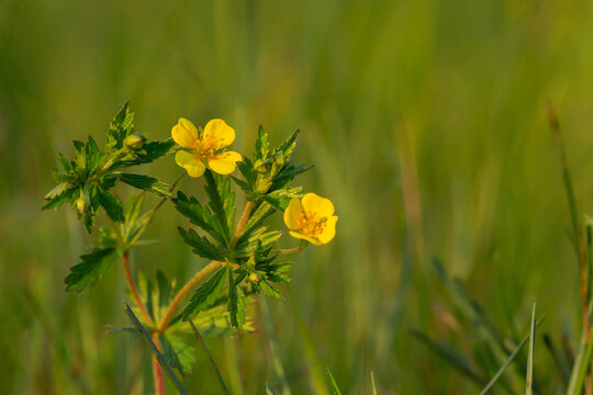 Potentilla erecta  tormentil, septfoil or erect cinquefoil is a herbaceous perennial plant belonging to the rose family (Rosaceae). Tormentil, Potentilla erecta, this plant is used in herbal medicine.